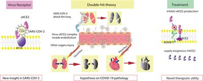 ACE2 Shedding and the Role in COVID-19